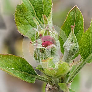 Apple tree opening flowerbud