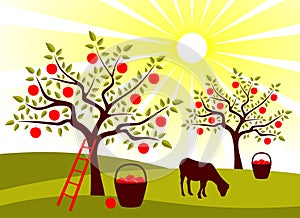 Apple tree orchard