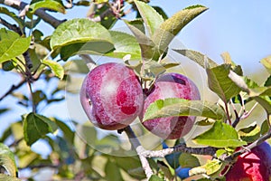 Apple tree orchard