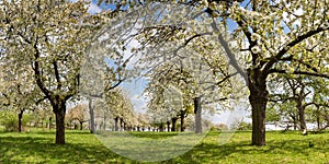 Apple tree orchard in the evening sun