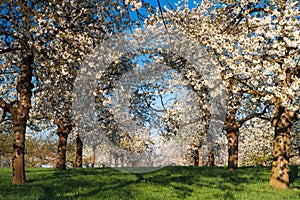 Apple tree orchard in the evening sun