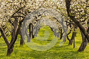 Apple tree orchard in full blossom