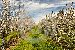 Apple tree orchard in full blossom