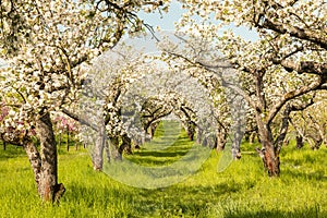 Apple tree orchard in full blossom