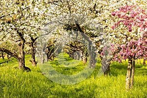 Apple tree orchard in full blossom