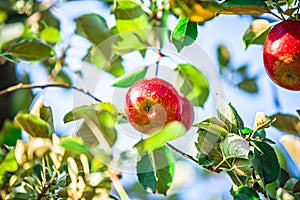 Apple tree orchard before harvest