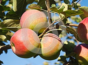 Apple tree orchard paula red