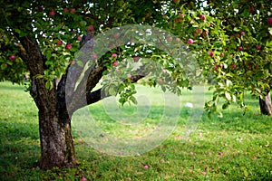 Apple tree in the apple orchard