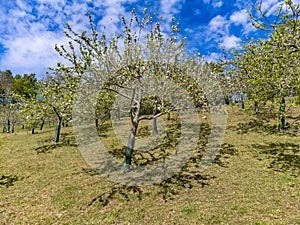 Apple tree orchards in Asturias, spring white blossom of apple trees, production of famous cider in Asturias, Comarca de la Sidra