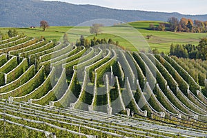 Apple crops in the Val di Non, Trentino, Italy photo