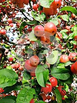 Apple tree. Photo for the background with apples on the tree.