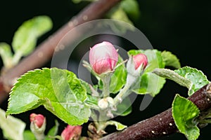 Apple tree pink flower blossoming at spring time, floral background