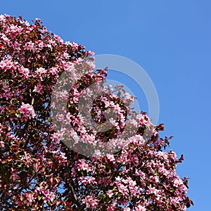 Apple tree pink flowers