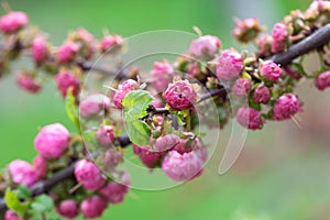 Apple Tree Pink Flowers Spring Blossom Close Up