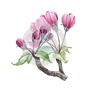 Apple tree pink flowers on a twig watercolor image. Blooming cherry hand draw element. Apple blossom with tender petals green leaf