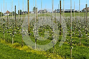 Apple tree plantation with young trees