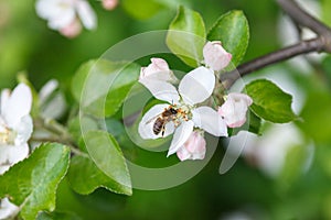 Apple tree pollinating