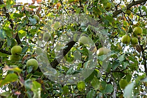 Apple tree pomum ligni with ripe apples hanging on tree low angle view in autumn photo