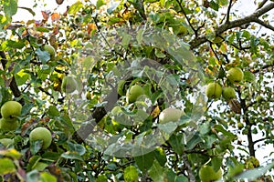 Apple tree pomum ligni with ripe apples hanging on tree low angle view in autumn photo