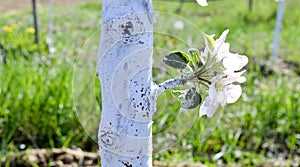 apple tree protected with bordeaux mixture against decease photo