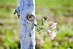 apple tree protected with bordeaux mixture against decease