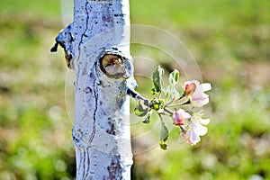 apple tree protected with bordeaux mixture against decease photo