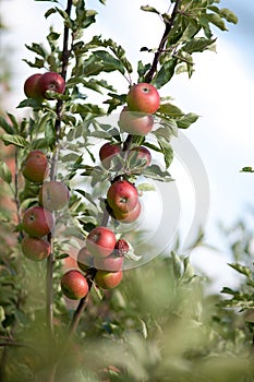 Apple tree with red apples