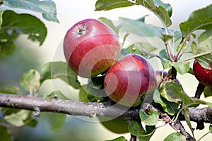 Apple tree with red apples