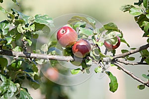 Apple tree with red apples