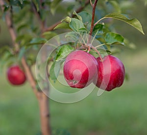 Apple tree with red apples