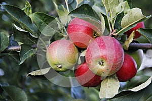 Apple tree photo