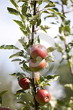 Apple tree with red apples