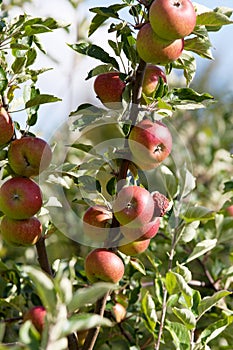 Apple tree with red apples