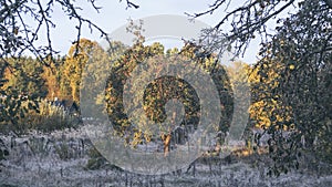 Apple tree with red apples in autumn garden