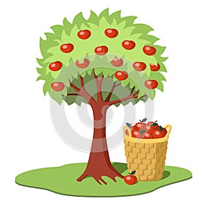 Apple tree with red apples with a basket full of apples underneath