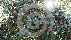 Apple tree with red apples on branches in sun glare.