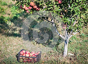 Apple tree `Red chief` with apples