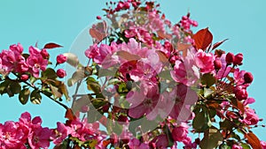 apple tree with red flowers against a blue cloudless sky. Spring plant background. Selective focus