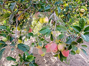 Apple tree with red fruit in Egypt 2