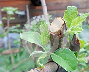 Apple Tree Regrowth Healing After Pruning