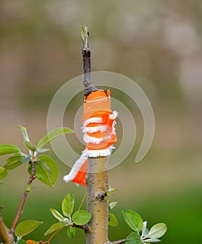 apple tree renovation by the grafting