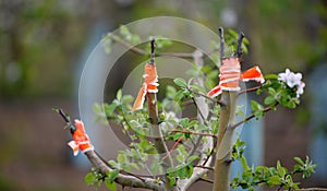 apple tree renovation by the grafting