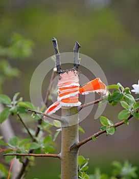 apple tree renovation by the grafting