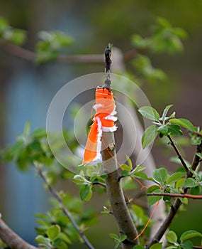apple tree renovation by the grafting