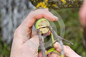 The apple tree renovation by the grafting