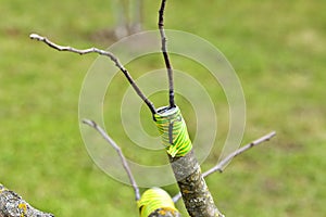 The apple tree renovation by the grafting