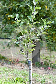 Apple tree renovation by the grafting,growth concept