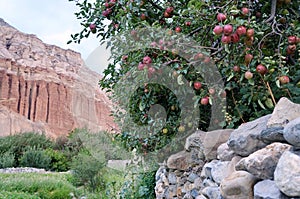 Apple tree with ripe red fruits in the garden, on a background of the red rocks of Chusang.