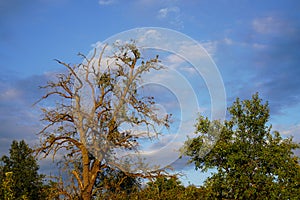 Apple tree ruin with few leaves - but it still bears bright fruit