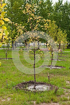 Apple tree sapling in the park